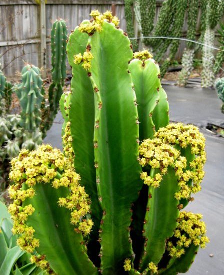 Euphorbia Ingens, arbol candelabro