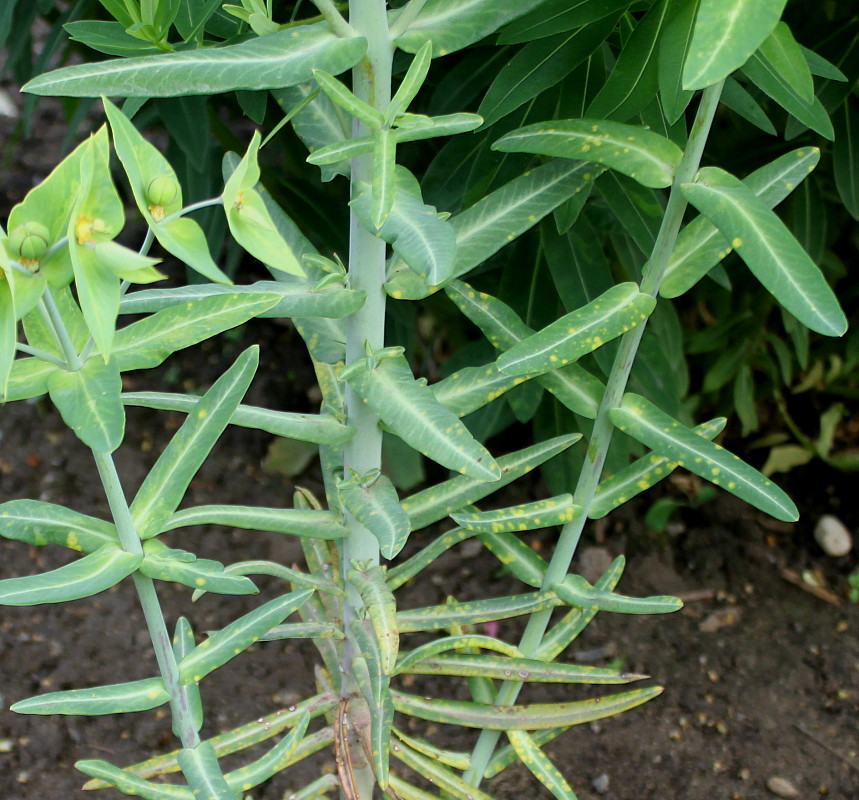 Euphorbia Lathyris o Tártago, Euphorbias