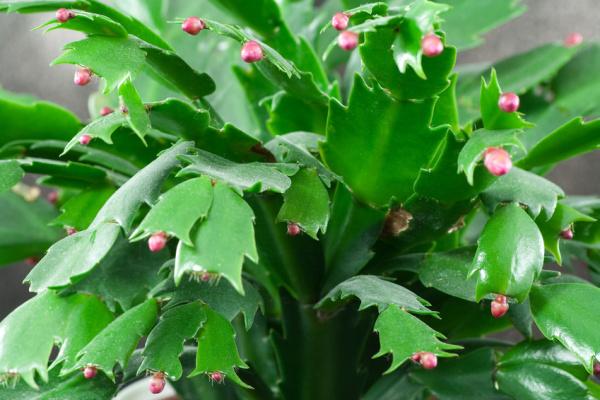 Schlumbergera (Hatiora) o Cactus de Navidad