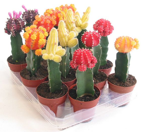 Injertar Cactus