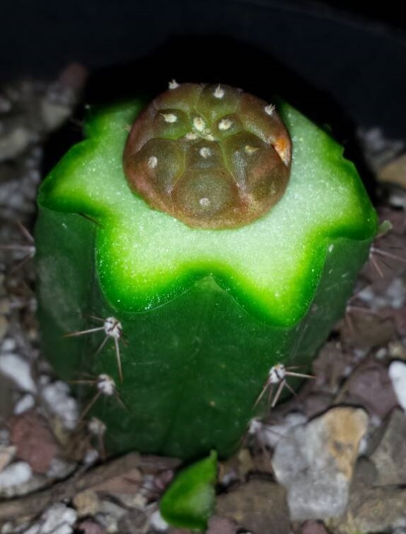 Injertar Cactus