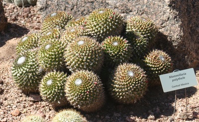 Cactáceas, Cactus, Crasas, Suculentas