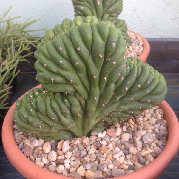 Cactus Cerebro-Cactus San Pedro Crestado. Echinopsis Pachanoi cristata