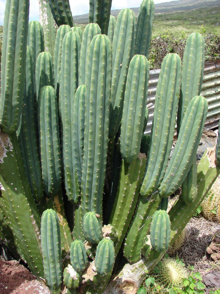 Cactus de San Pedro, Echinopsis Pachanoi, Trichocereus Pachanoi, Achuma, Wachuma