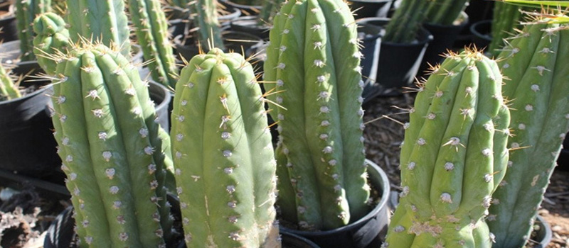 Cactus de San Pedro, Echinopsis Pachanoi, Trichocereus Pachanoi