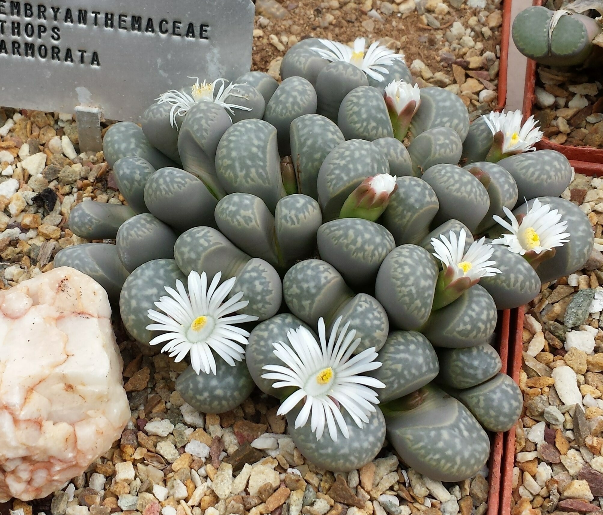 Lithops o Cactus piedra
