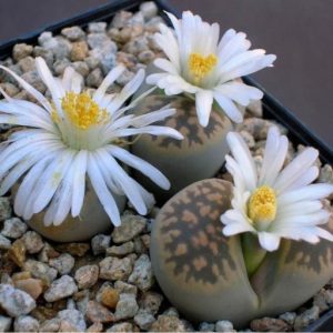 Cactus Roca TODO sobre el Género Lithops o Cactus piedra. - ¿Como son, cultivo...