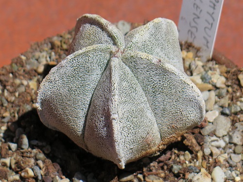 Cactus Bonete de Obispo o Astrophytum Coahuilense