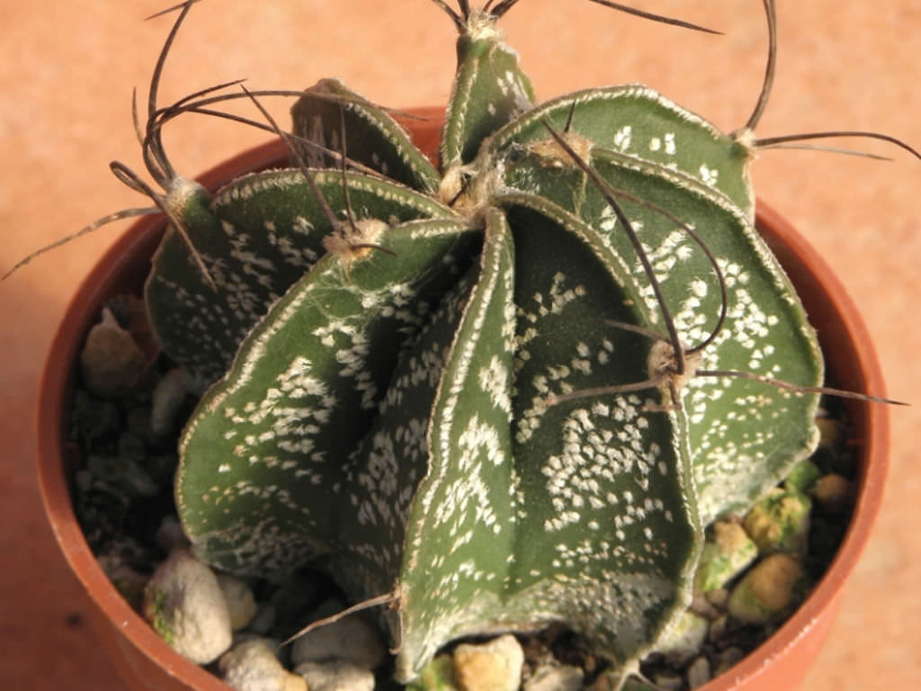 Cactus estropajo o Astrophytum capricorne 