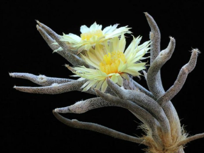 Cactus Digitostigma Astrophytum Caput-medusae