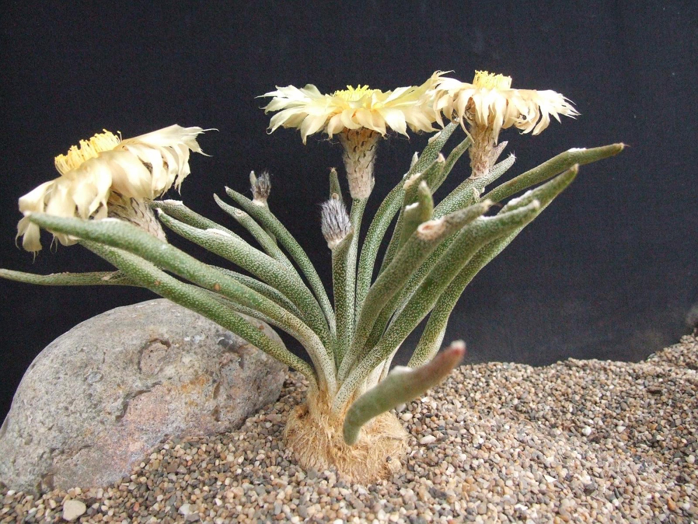 Cactus Digitostigma Astrophytum Caput-medusae