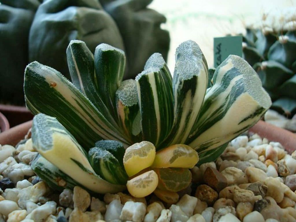 Haworthia truncata