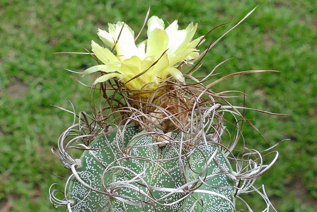 Cactus estropajo o Astrophytum capricorne 