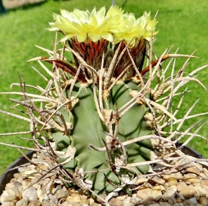 Cactus estropajo o Astrophytum capricorne