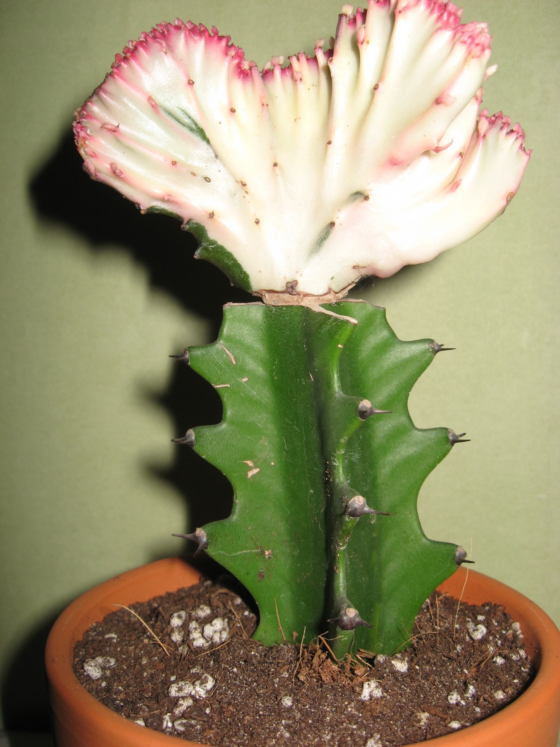 Euphorbia láctea cristata