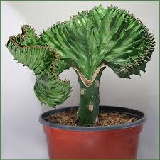Euphorbia lactea “Cristata” Vaso-Ø 10,5 cm Ventilatore arricciato Altezza 30-35 cm 