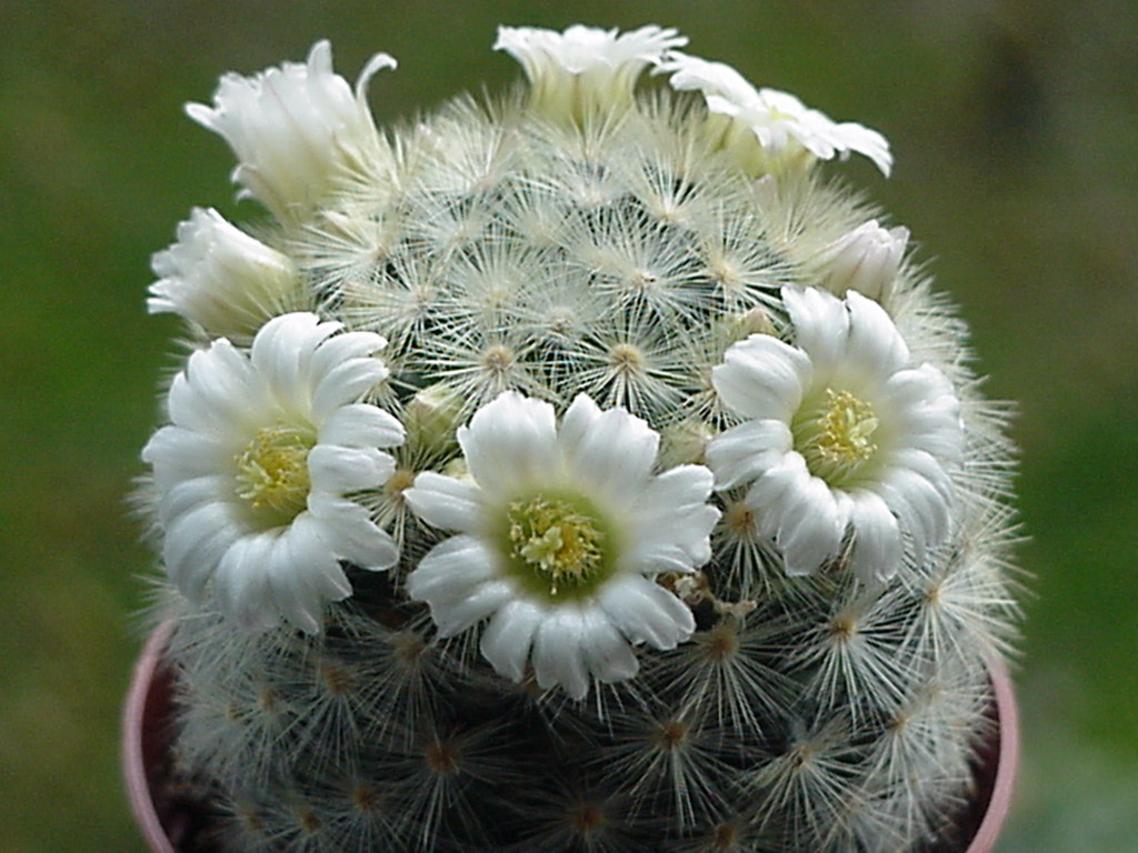 Mammilaria carmenae - flor