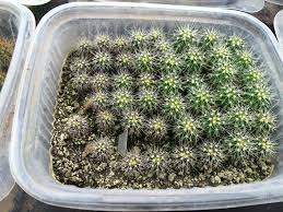 Semillero de cactus