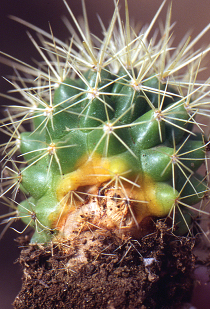 Hongo fusarium