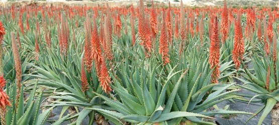 ▷ TODO sobre el Aloe arborescens - Cactus y Suculentas. ¿Como es, etc.