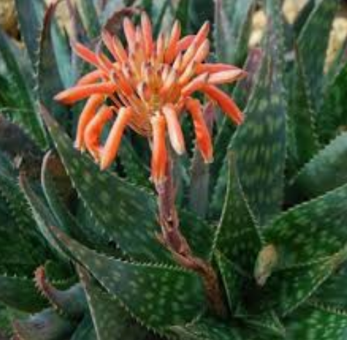 Aloe saponaria o Aloe maculata