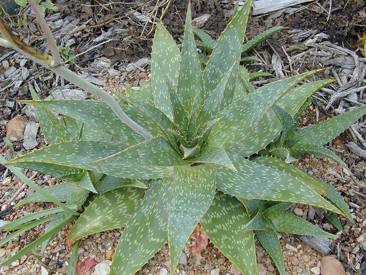 Aloe saponaria o Aloe maculata