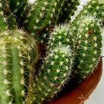 Echinopsis Chamaecereus (Cactus cacahuete))