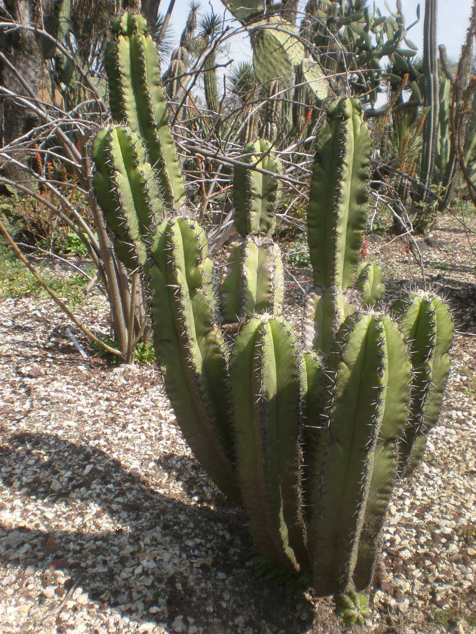 Género Myrtillocactus