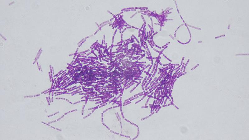 Bacillus thuringiensis (Bt)