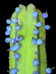 Género Myrtillocactus