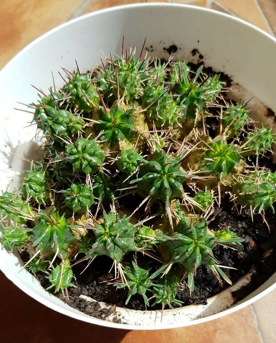 Euphorbia pulvinata nana