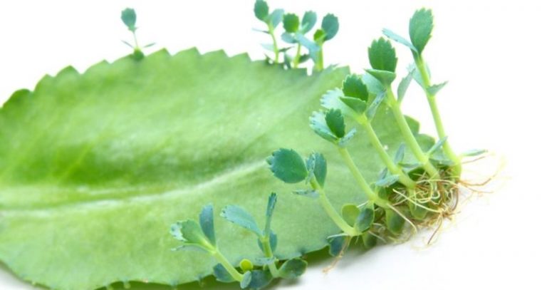 Reproducción vegetativa o asexual. Que es, tipos, riego, cuidados, etc.