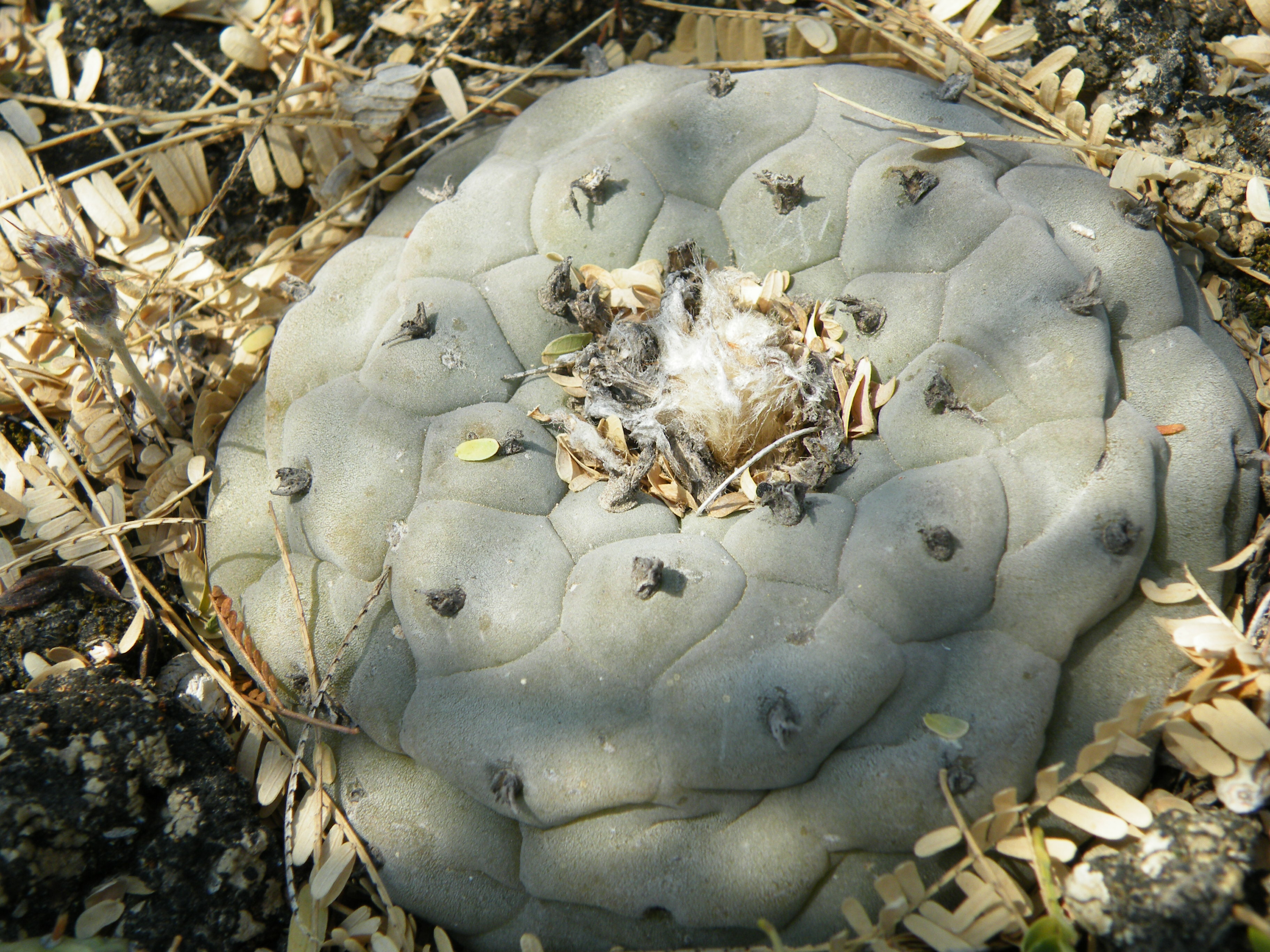 Lophophora diffusa.