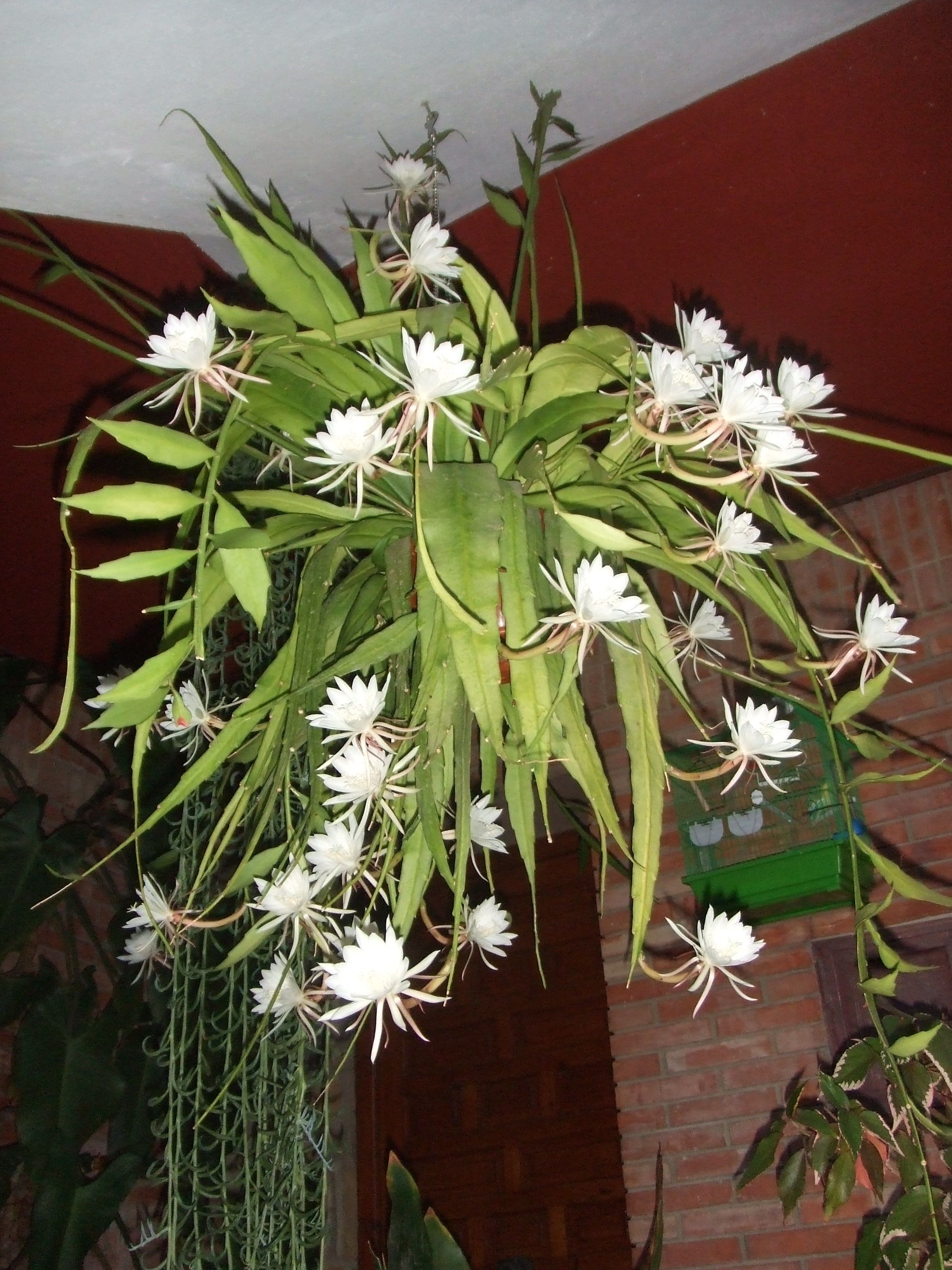 Epiphyllum oxypelatum o Dama de noche. Cactus orquídea.