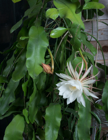 Epiphyllum oxypelatum o Dama de noche. Cactus orquídea.