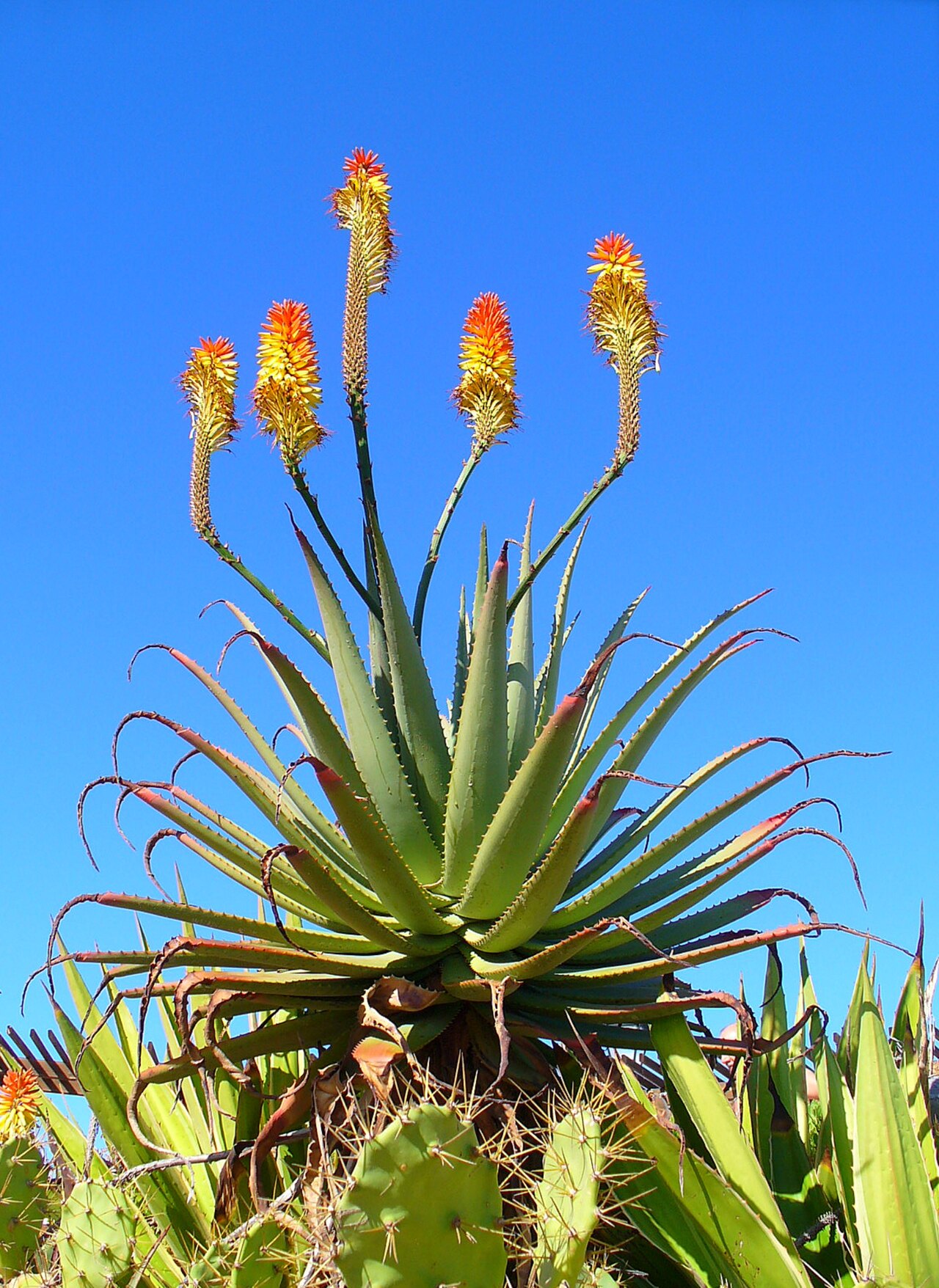 Aloe arborescens, ejemplar completo