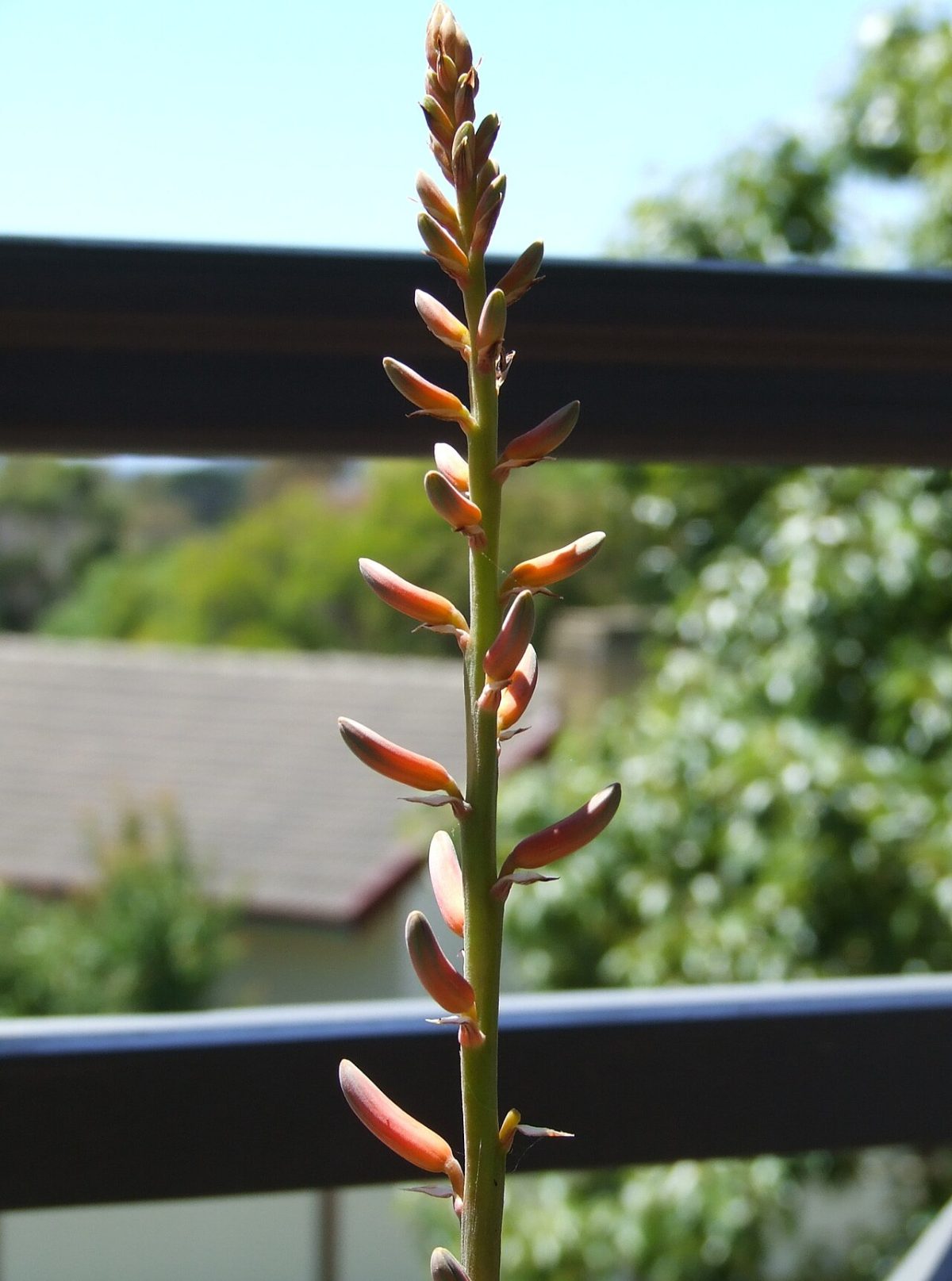 aloe chinensis
