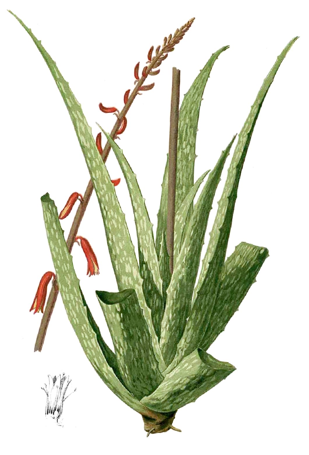 aloe chinensis - detalle 2