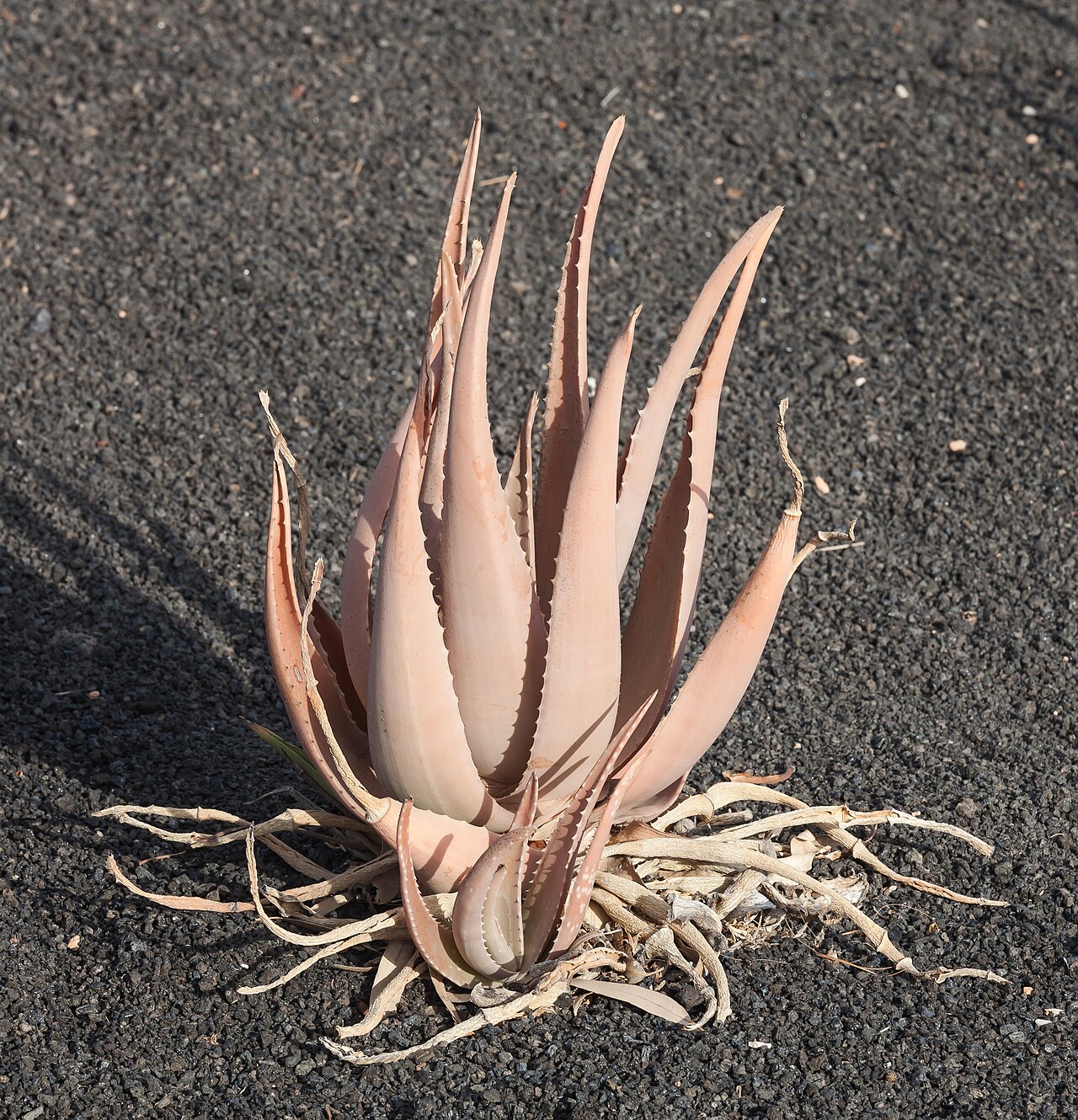 aloe chinensis - detalle 3