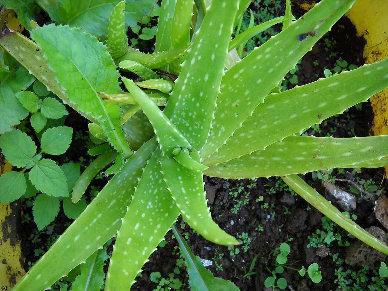 aloe chinensis - detalle 4