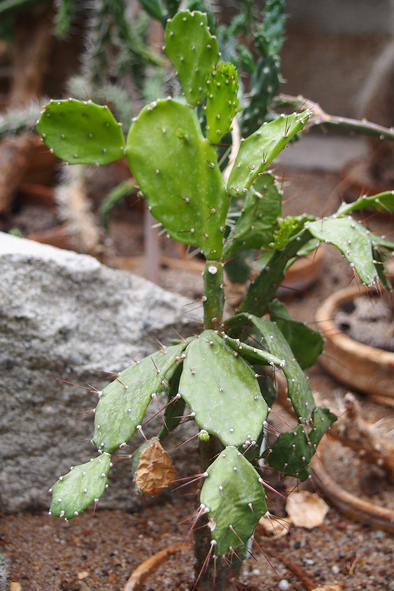 Brasiliopuntia brasiliensis, ejemplar joven con cladodios planos