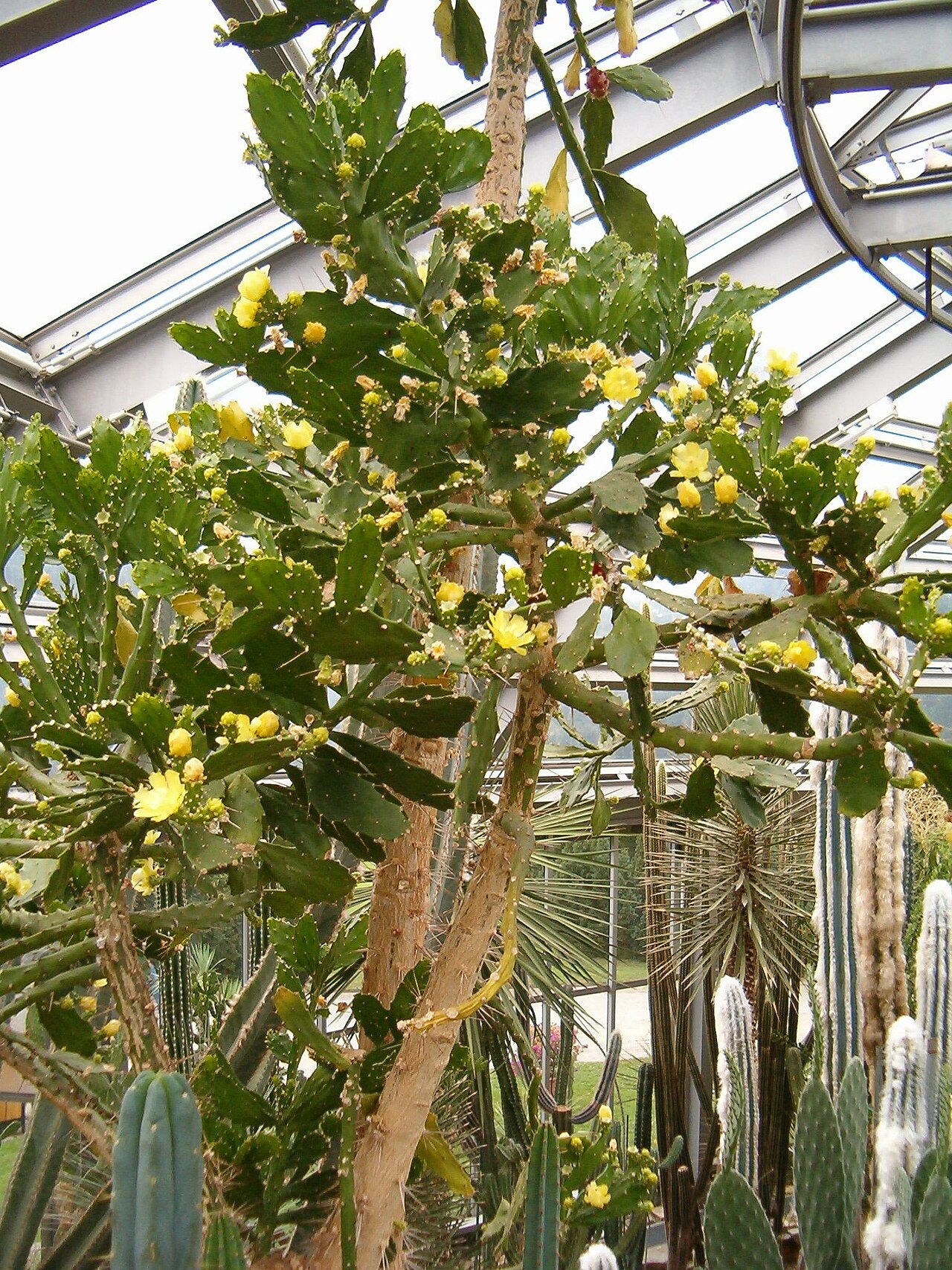 Brasiliopuntia brasiliensis en flor, Jardin Botanico de Berlin