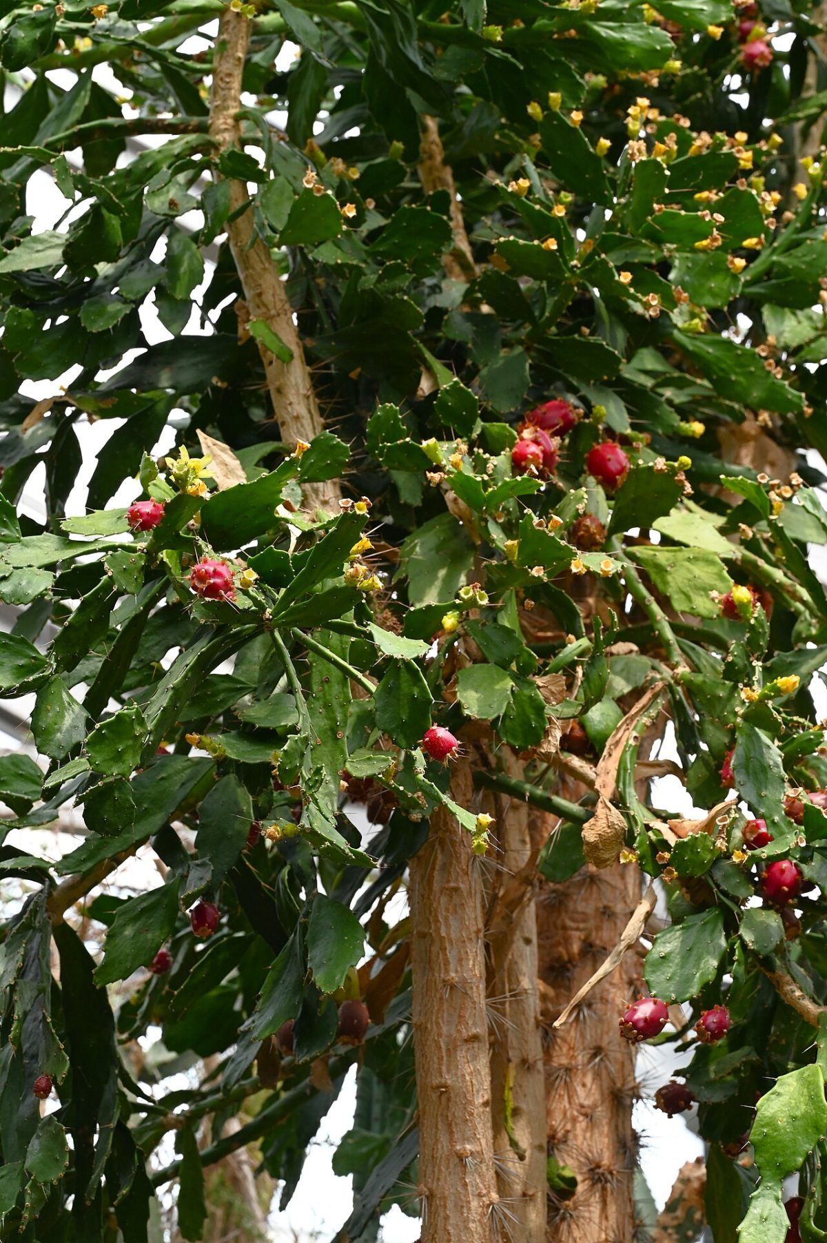 Brasiliopuntia brasiliensis, ejemplar adulto con tronco lenoso y frutos