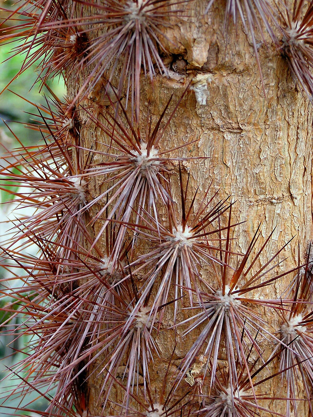 Detalle de Brasiliopuntia brasiliensis, familia Cactaceae