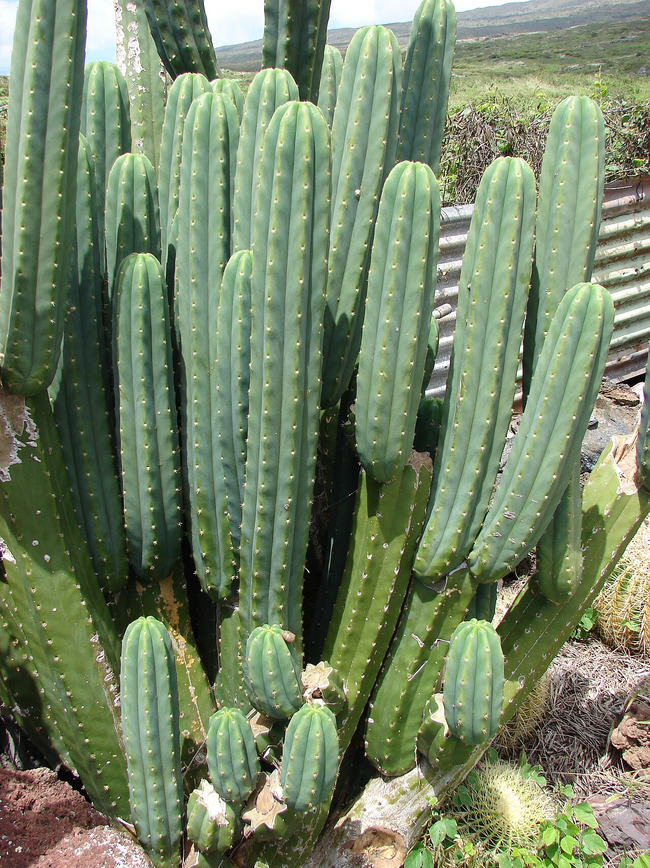 echinopsis pachanoi - detalle 2