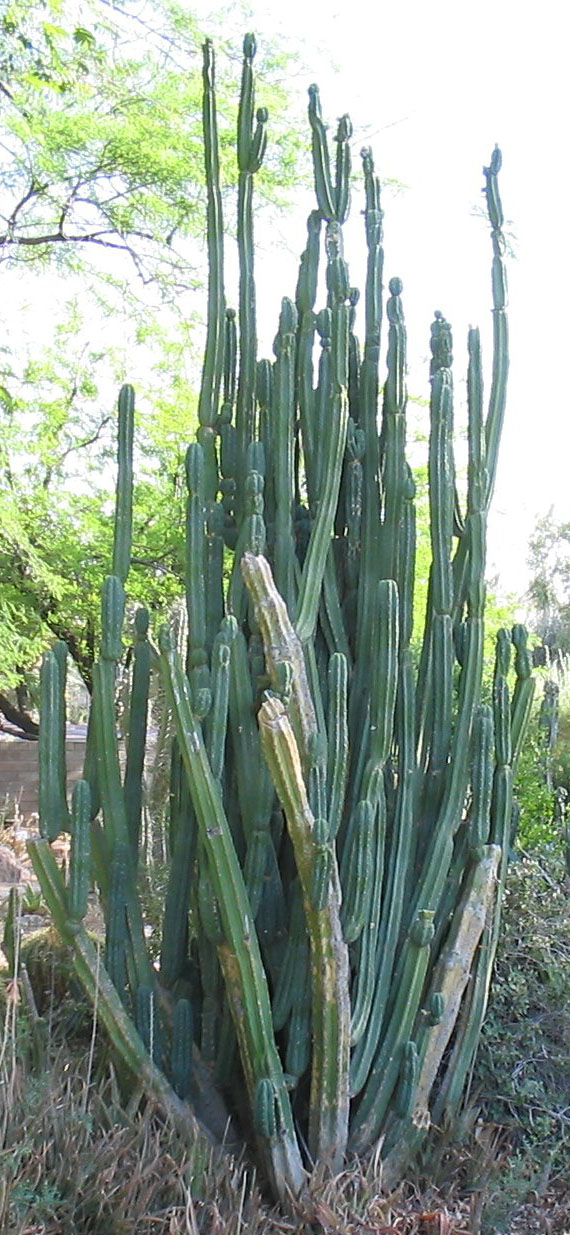 echinopsis pachanoi - detalle 3