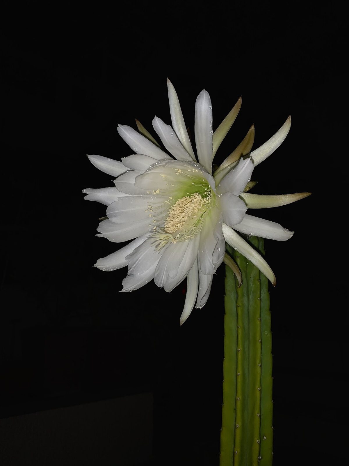 Flor de Echinopsis pachanoi, cactus de San Pedro