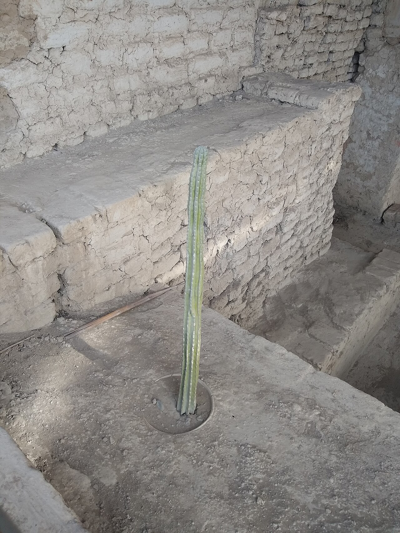 Echinopsis pachanoi plantado en el yacimiento arqueologico de El Brujo (Huaca Cao Viejo), Peru