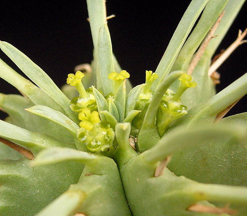 Euphorbia pulvinata: origen del nombre y curiosidades
