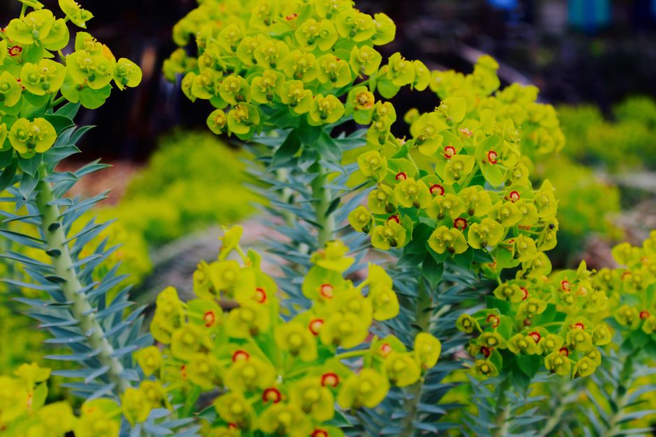 euphorbia pulvinata - detalle 3